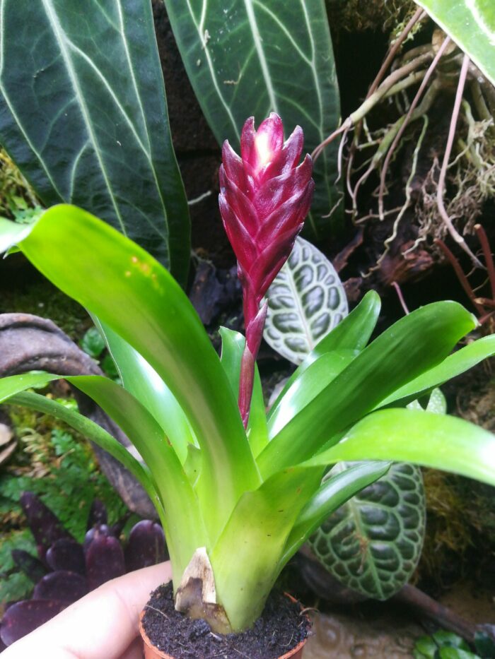 Vriesea sp 1 – Image 2
