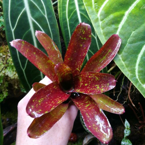 Neoregelia Joseph's Coat Hybrid