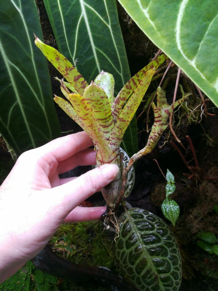 Neoregelia lilliputeana x albiflora  [ moyenne
