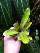 Neoregelia lilliputeana x albiflora  [ moyenne