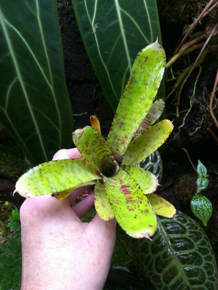 Neoregelia lilliputeana x albiflora  [ moyenne – Image 2