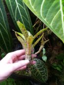 Neoregelia lilliputeana x albiflora  [ moyenne