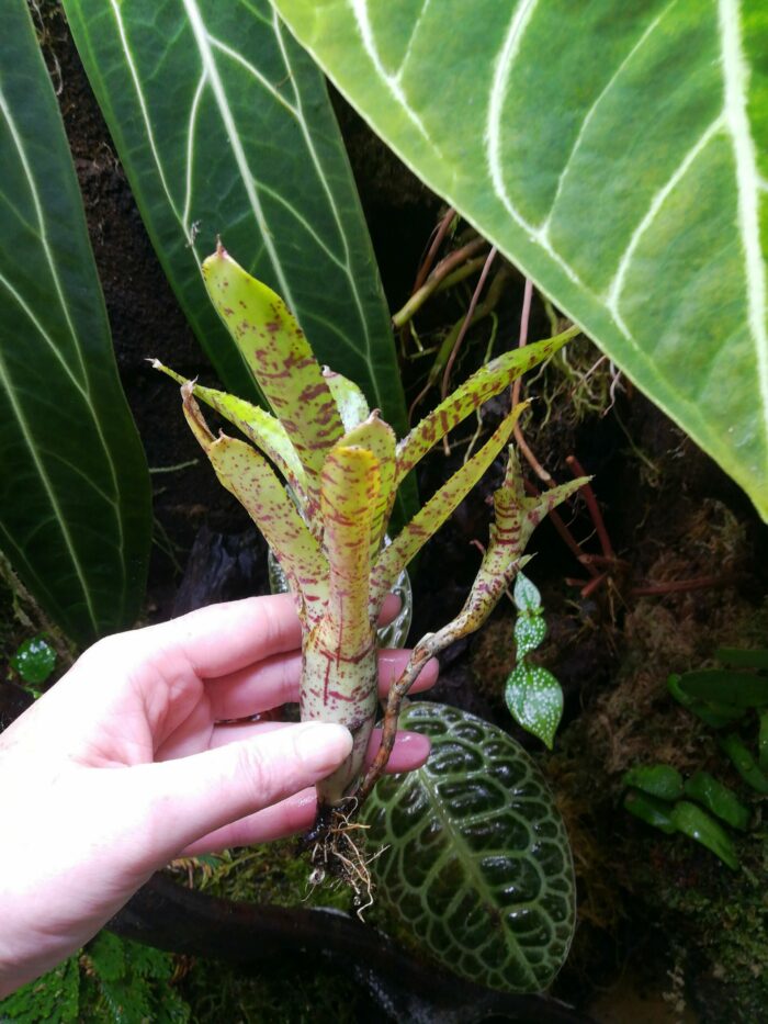 Neoregelia lilliputeana x albiflora  [ moyenne – Image 3