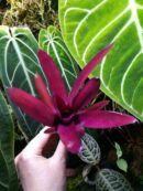 Neoregelia Granada