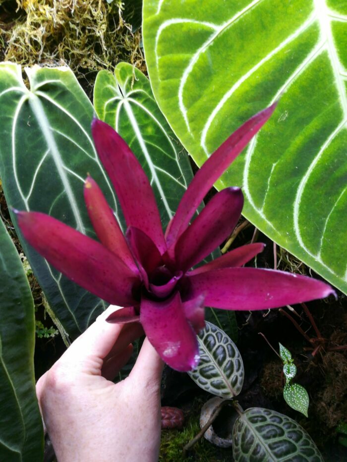 Neoregelia Granada