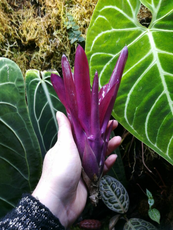 Neoregelia Granada – Image 2
