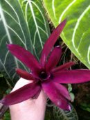 Neoregelia Granada