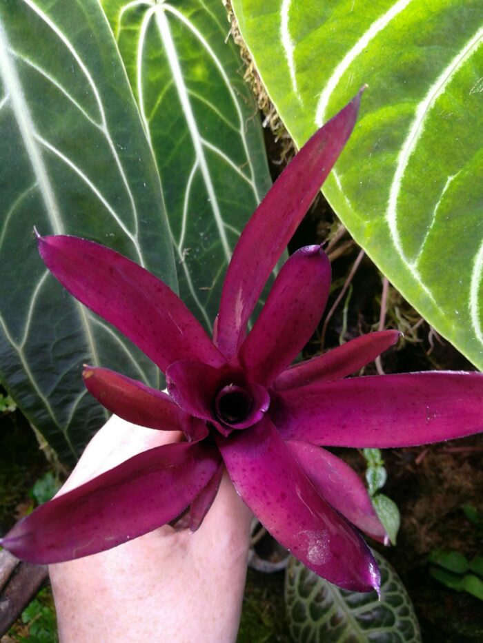 Neoregelia Granada – Image 3