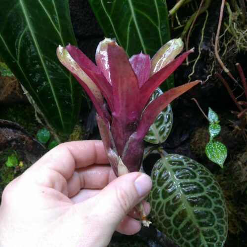 Neoregelia Freckles
