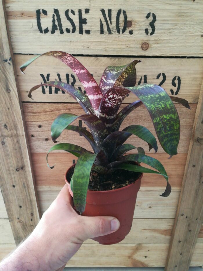 Vriesea XL - "Red Chestnut"