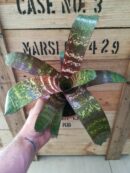 Vriesea XL - "Red Chestnut"
