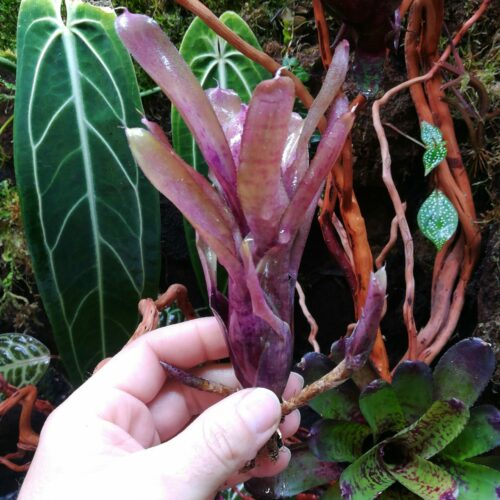 Neoregelia (pauciflora x Granada) x punctatisiima rubra