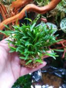 Orchidée miniature - Stelis sp