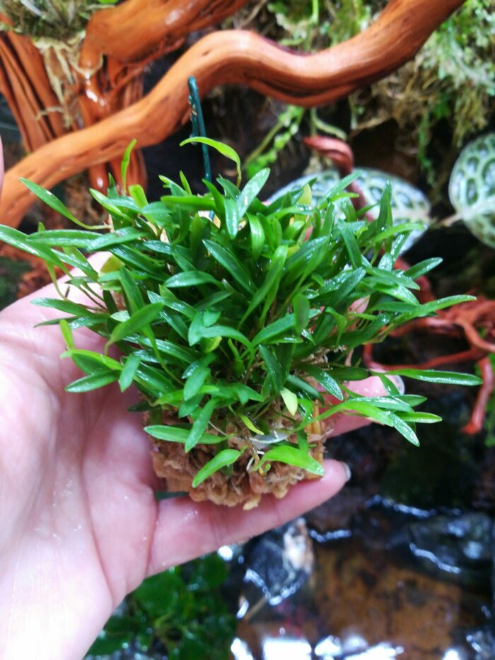 Orchidée miniature - Stelis sp