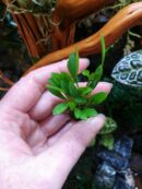Orchidée miniature - Pleurothallis grobyi