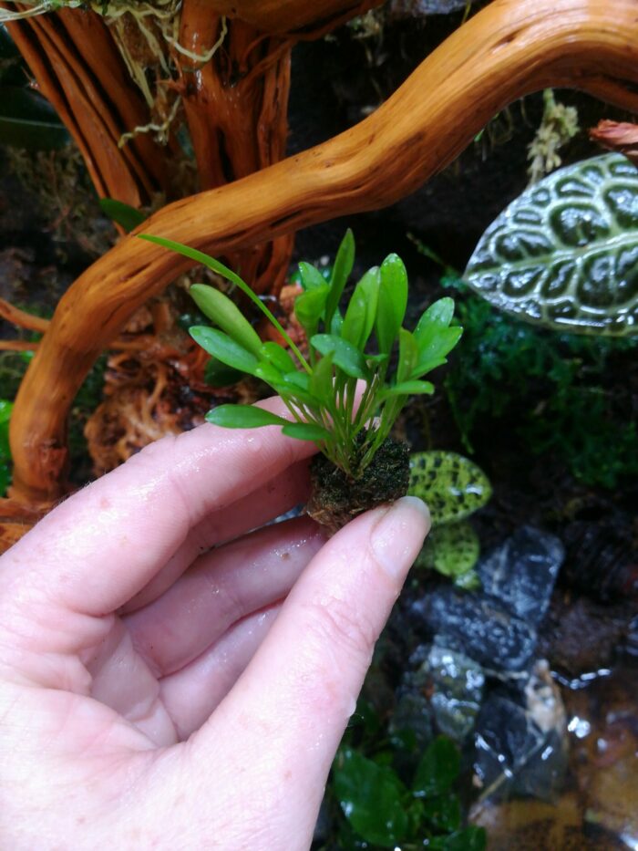 Orchidée miniature - Pleurothallis grobyi – Image 3