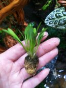 Orchidée miniature - Pleurothallis grobyi