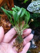Orchidée miniature - Masdevallia nidifica "Yellow green"