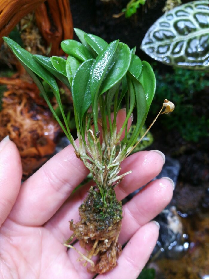 Orchidée miniature - Masdevallia nidifica "Yellow green" – Image 3