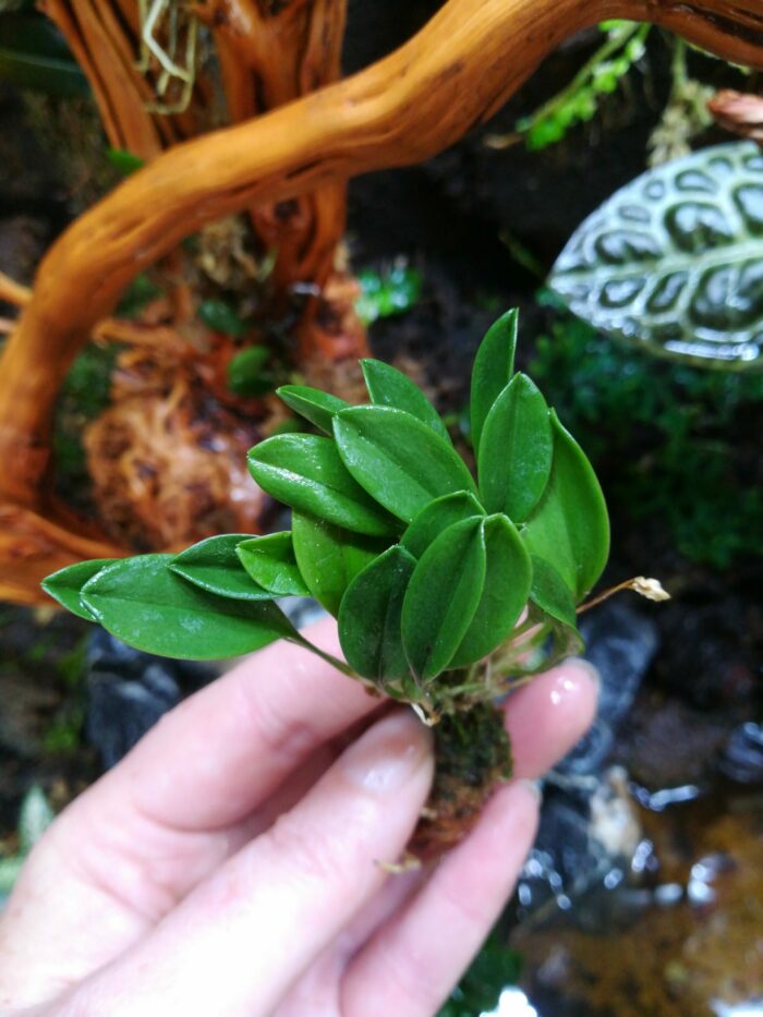 Orchidée miniature - Masdevallia nidifica "Yellow green" – Image 2
