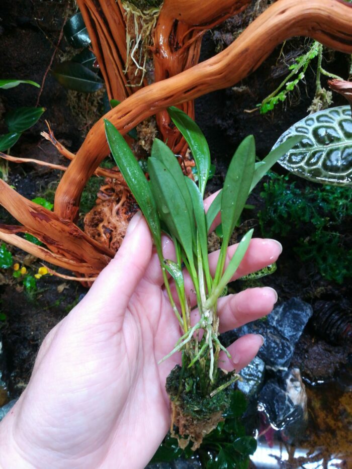 Orchidée miniature - Masdevallia pachyura – Image 2