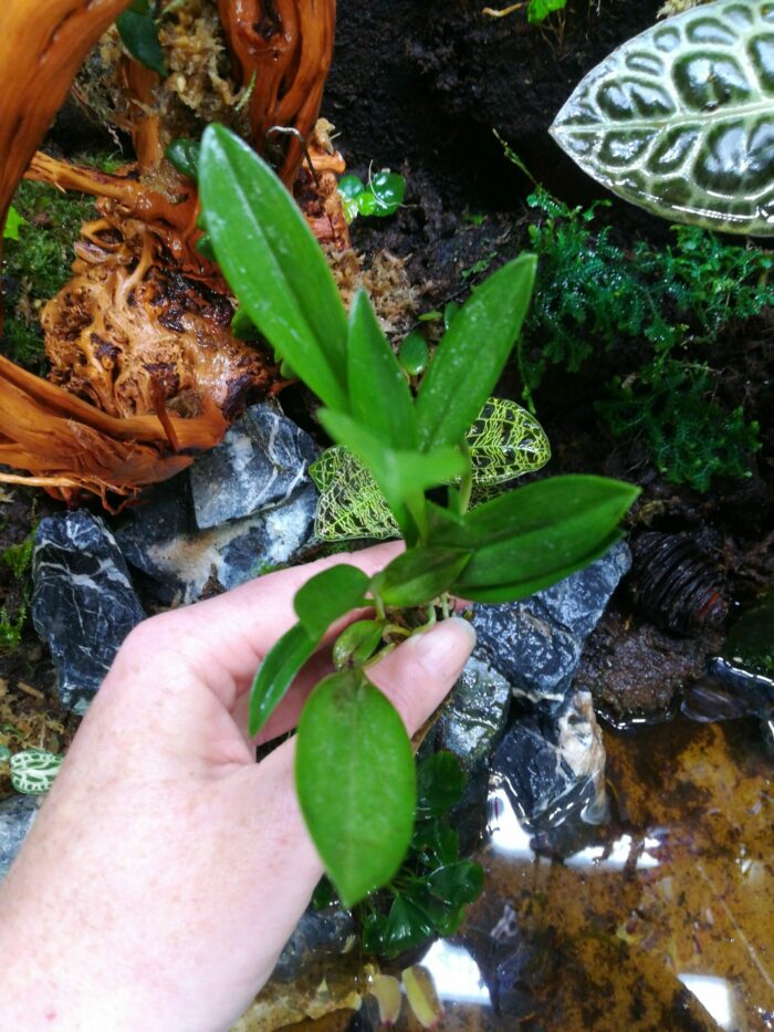 Orchidée miniature - Masdevallia pachyura – Image 3