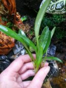Orchidée miniature - Masdevallia pachyura