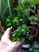 Ficus Panama
