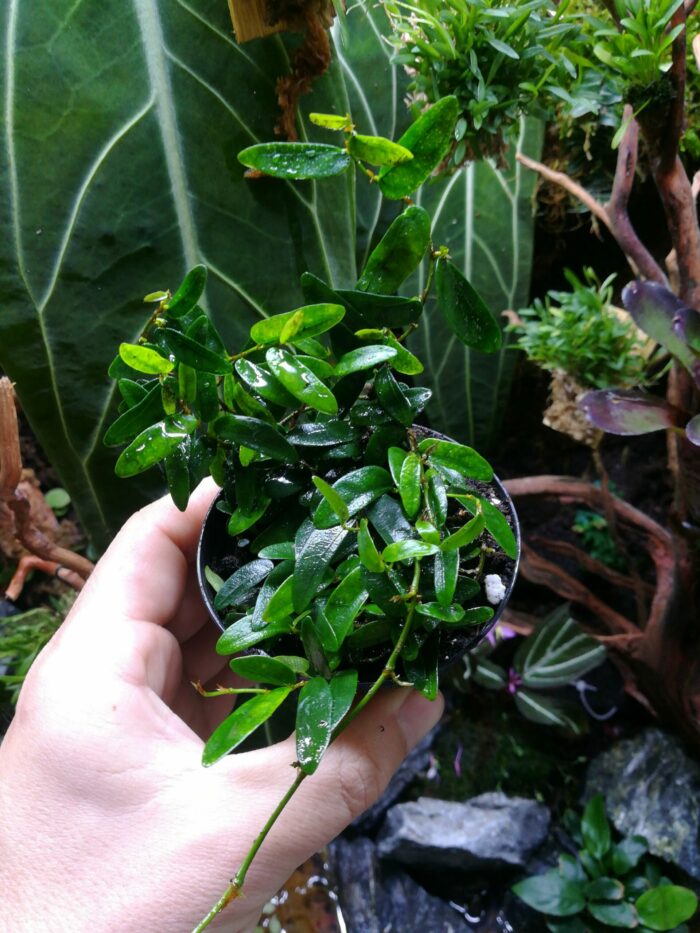 Ficus Panama