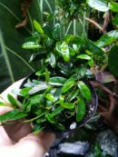 Ficus Panama