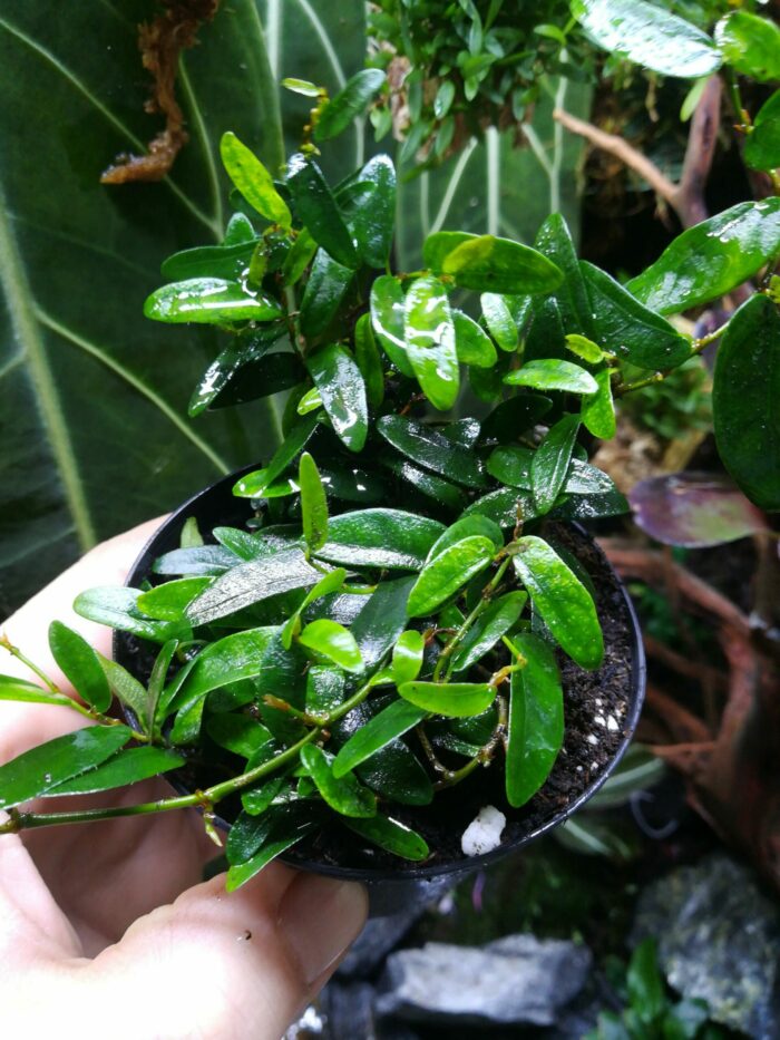 Ficus Panama – Image 2