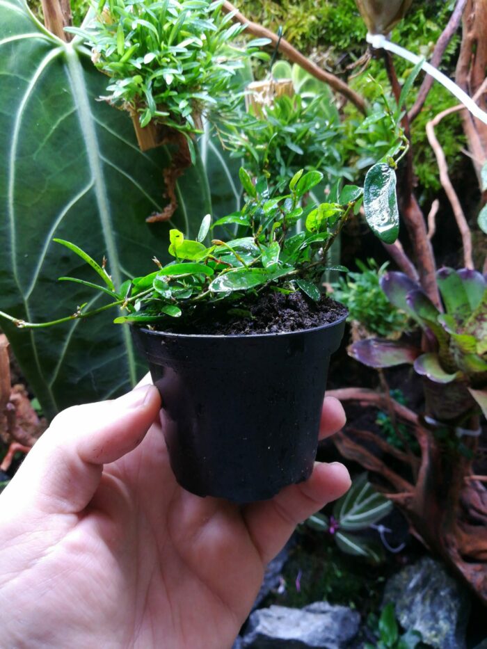 Ficus Panama – Image 3
