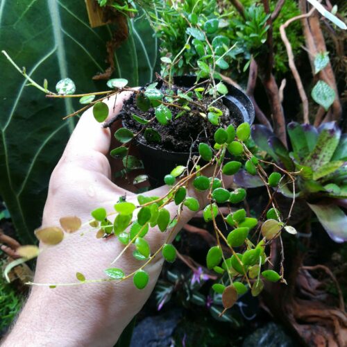 Sphyrospermum buxifolium