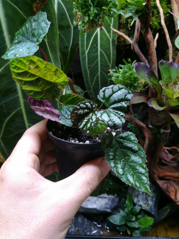 Cissus discolor