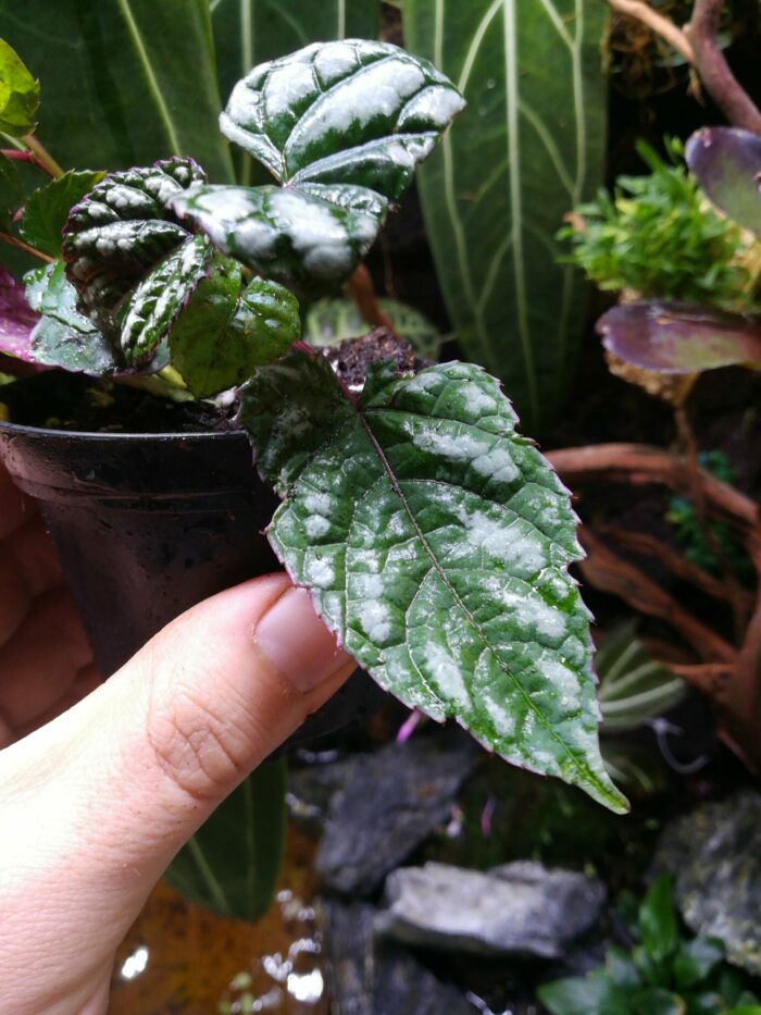 Cissus discolor – Image 2