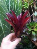 Neoregelia Darkest Hour x Fireball