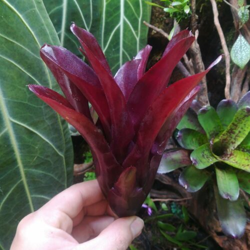 Neoregelia Darkest Hour x Fireball