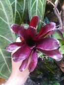Neoregelia Darkest Hour x Fireball