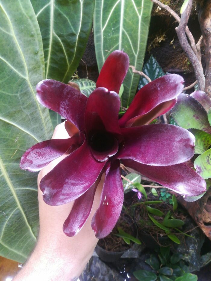 Neoregelia Darkest Hour x Fireball – Image 2