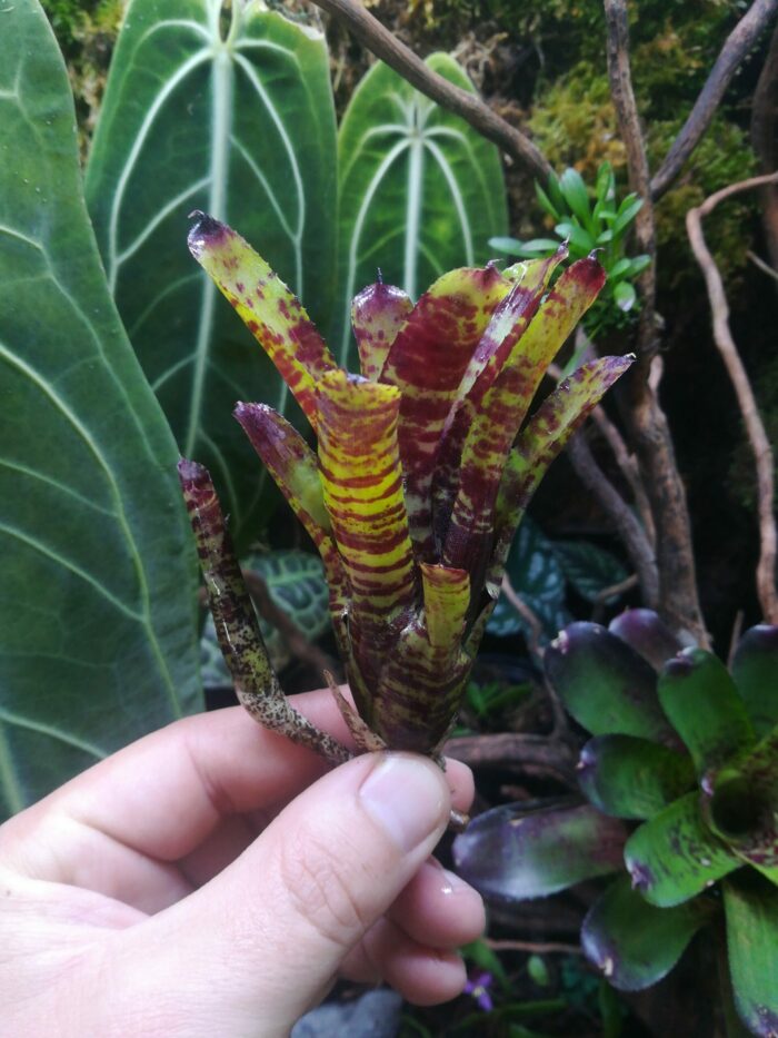 Neoregelia Kit Kat