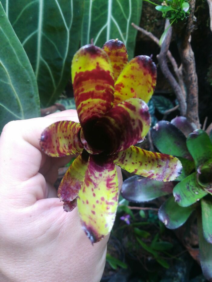 Neoregelia Kit Kat – Image 2