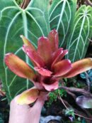Neoregelia Small Talk