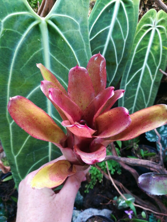 Neoregelia Small Talk