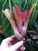 Neoregelia Small Talk