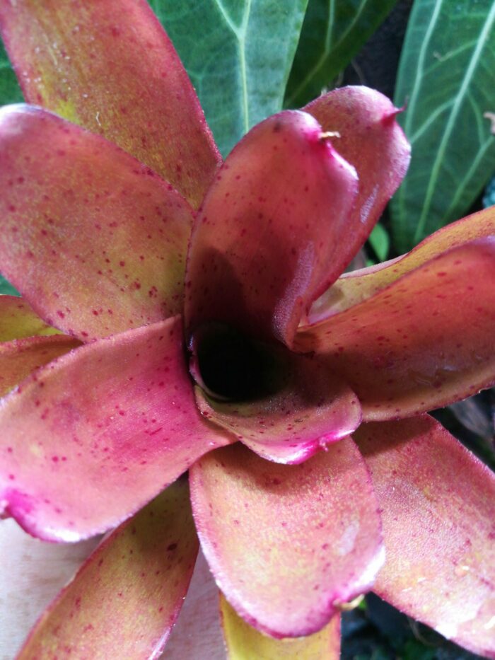 Neoregelia Small Talk – Image 3