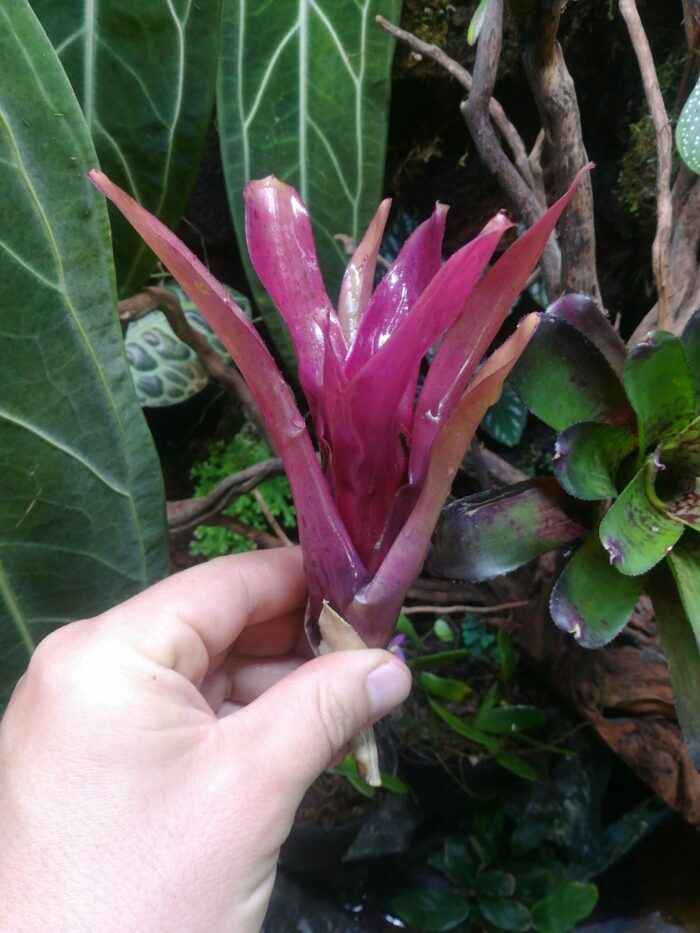 Neoregelia Flaming Lovely