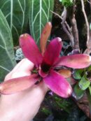 Neoregelia Flaming Lovely