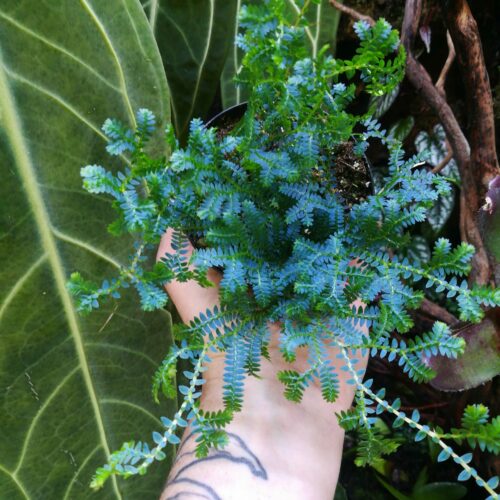 Selaginella uncinata