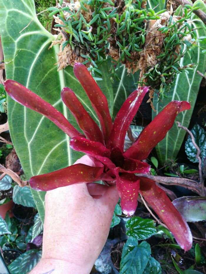 Neoregelia Finger Red – Image 3