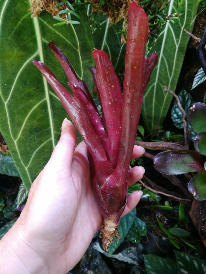Neoregelia Finger Red – Image 2